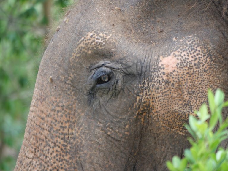 การอนุรักษ์ช้างเอเชียโดยการเรียนรู้ผ่านธรรมชาติ
